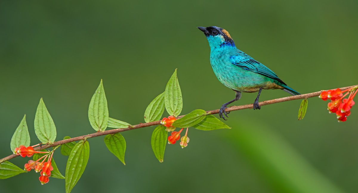 Golden-naped Tanager - ML619723471