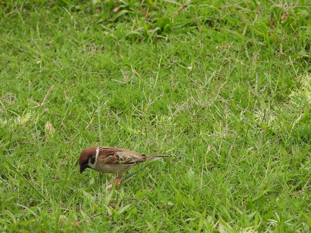 Eurasian Tree Sparrow - ML619723478