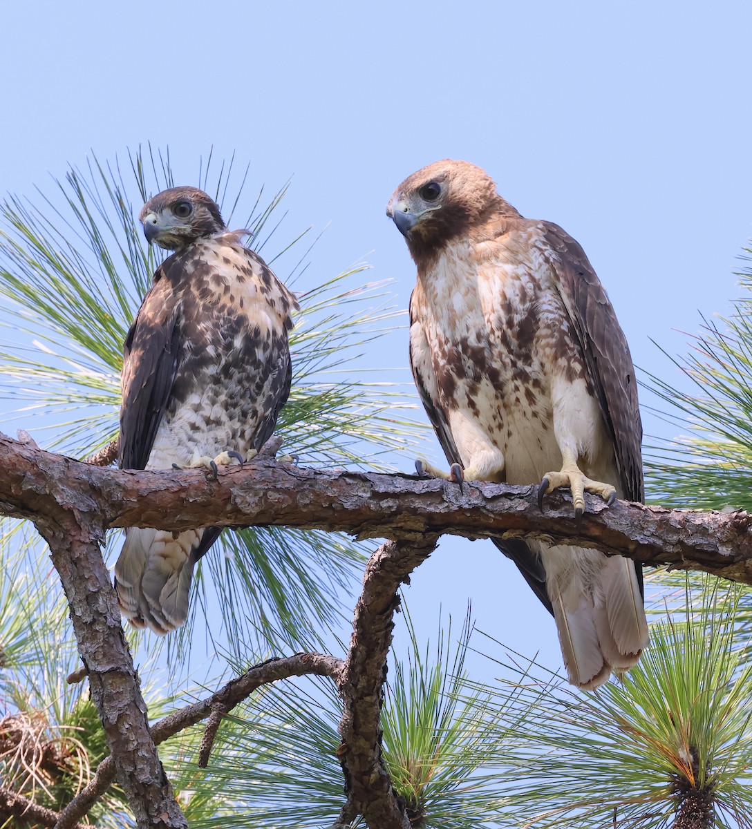 Red-tailed Hawk - ML619723520
