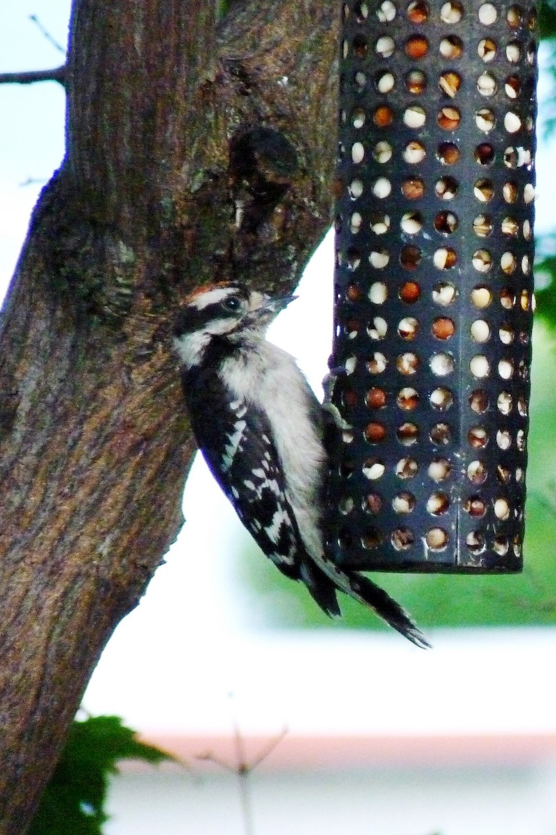 Downy Woodpecker - ML619723530