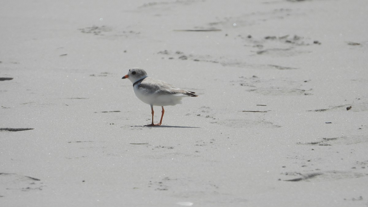 Piping Plover - ML619723548