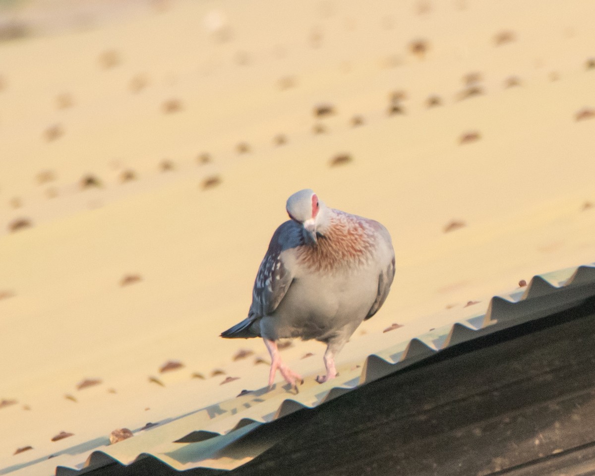 Speckled Pigeon - ML619723553