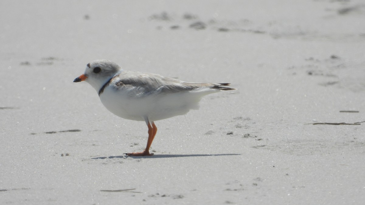 Piping Plover - ML619723562