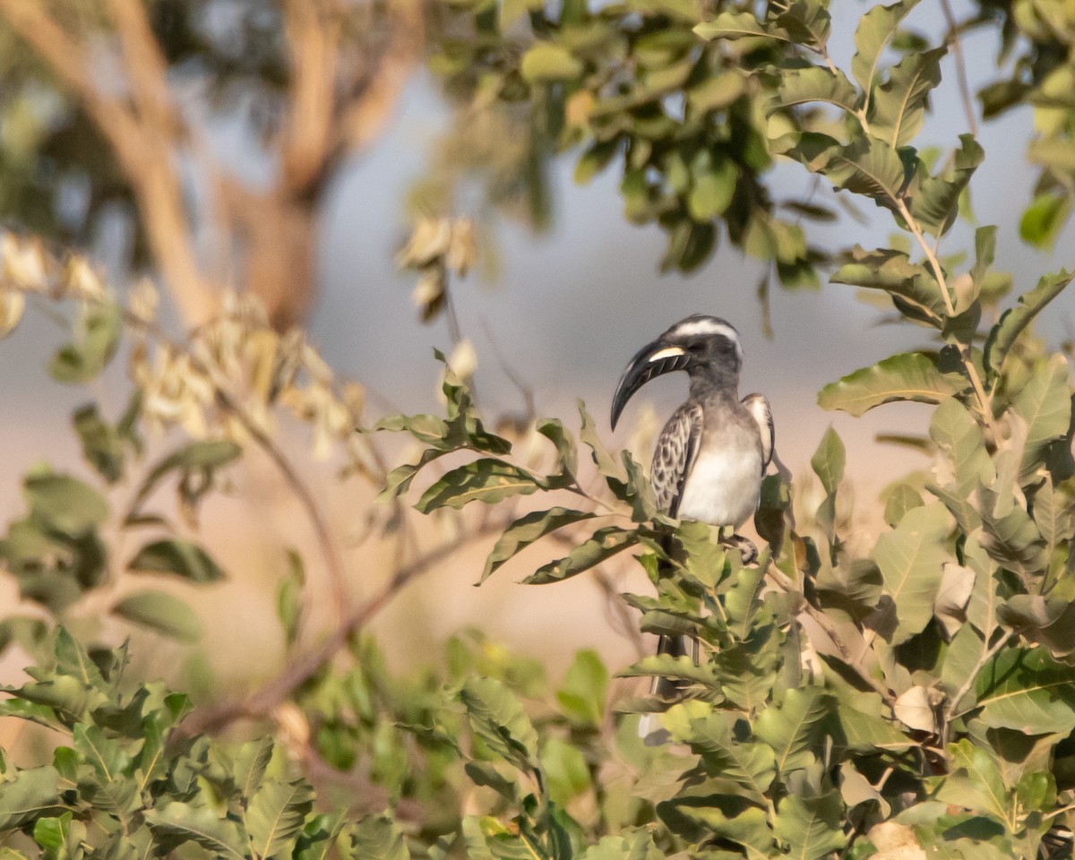 African Gray Hornbill - ML619723615