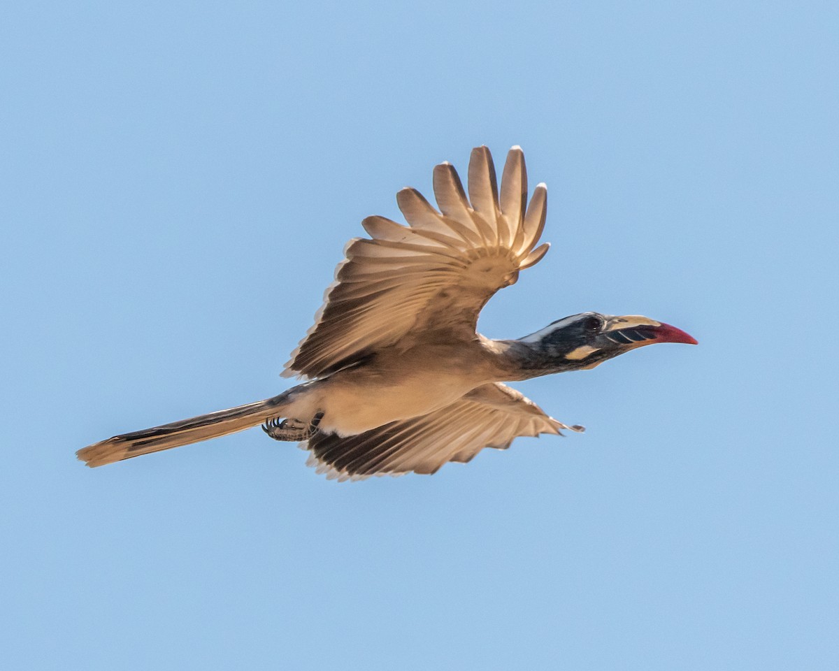 African Gray Hornbill - ML619723616