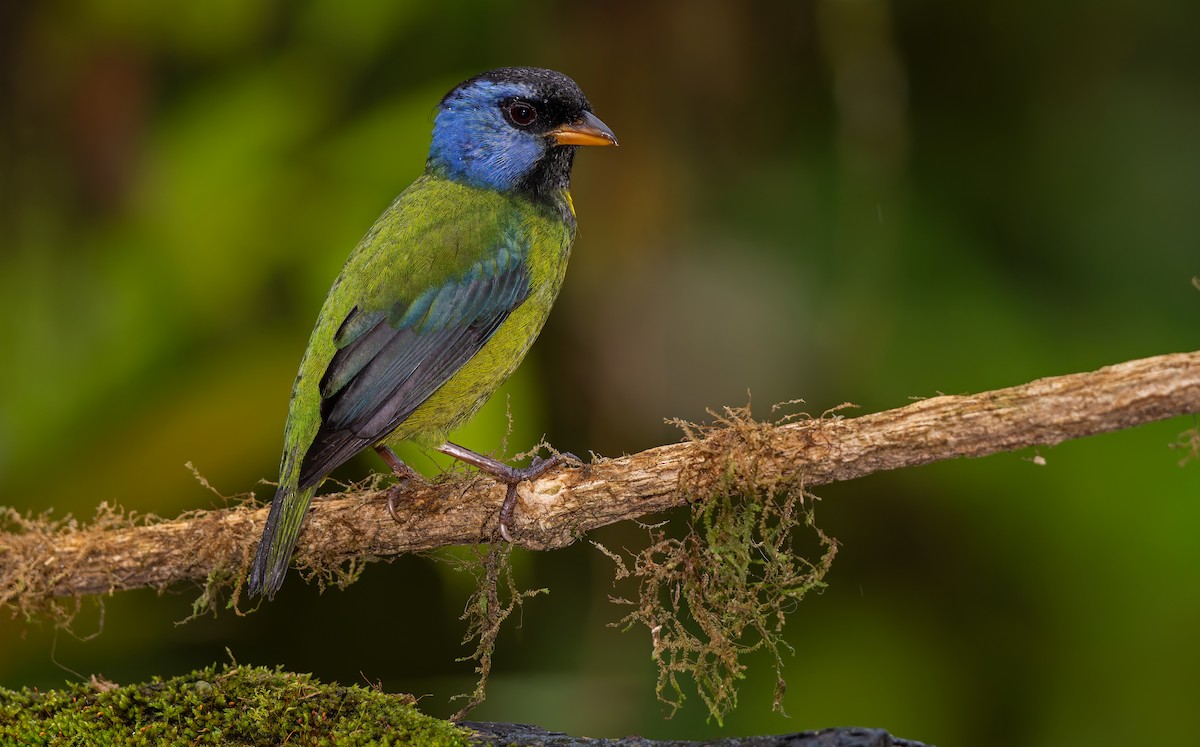 Moss-backed Tanager - ML619723672