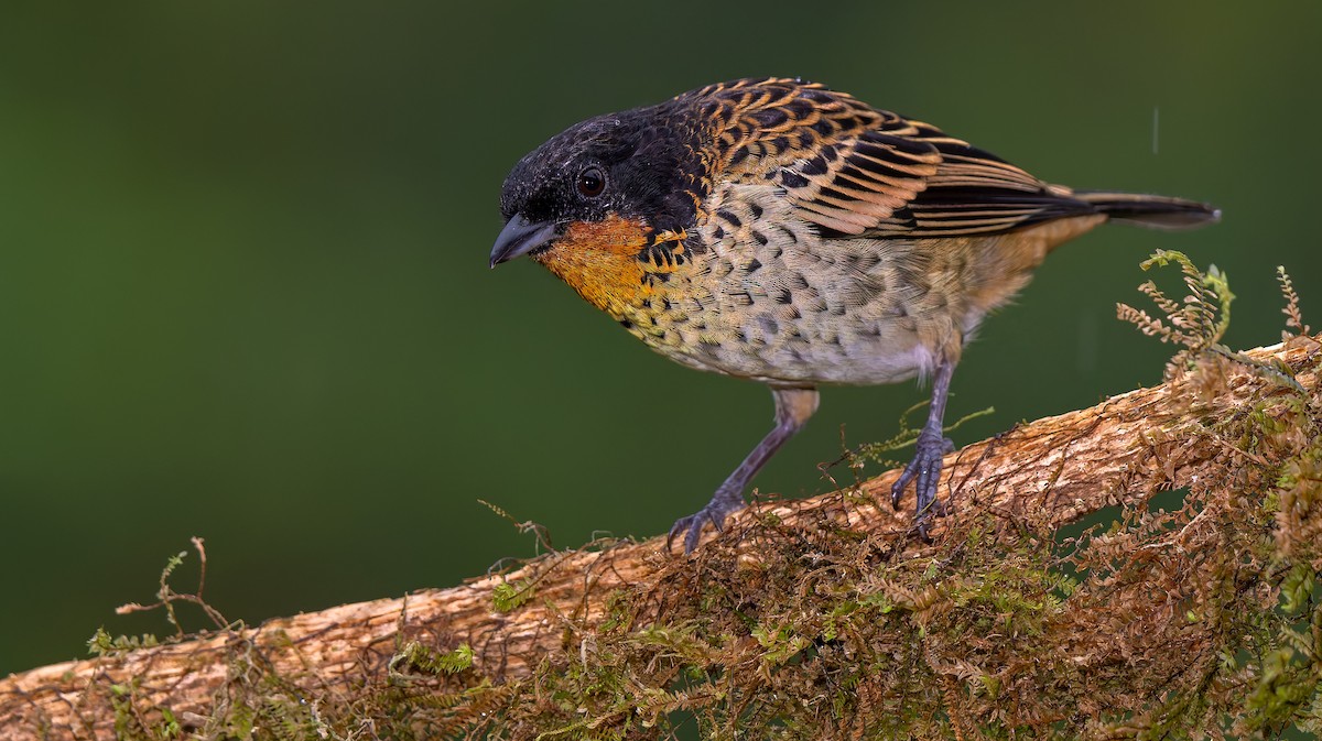 Rufous-throated Tanager - ML619723687