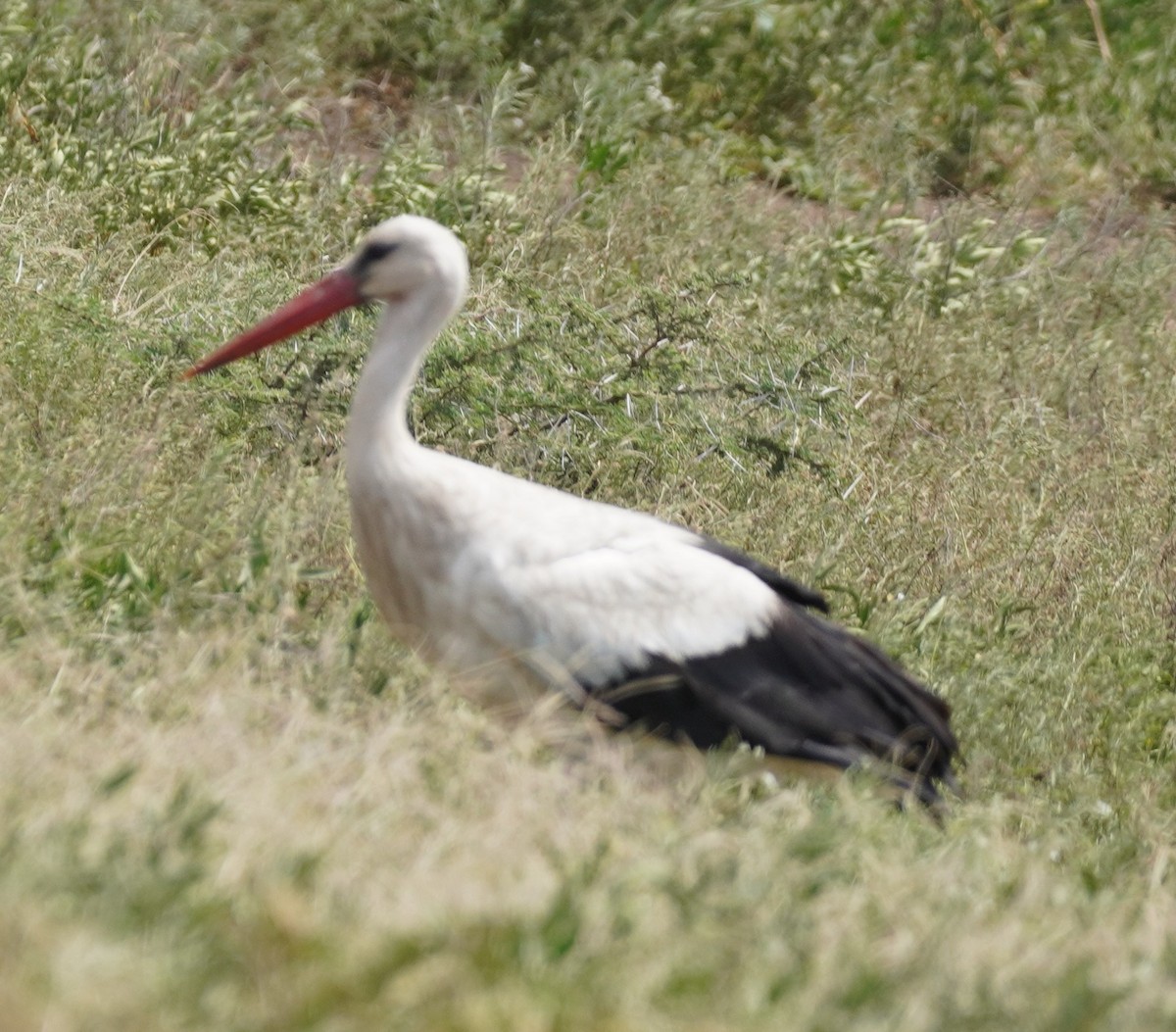 White Stork - ML619723694
