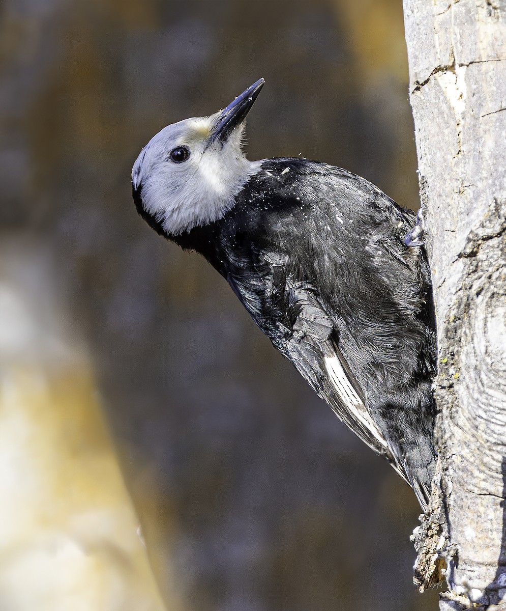 White-headed Woodpecker - ML619723735