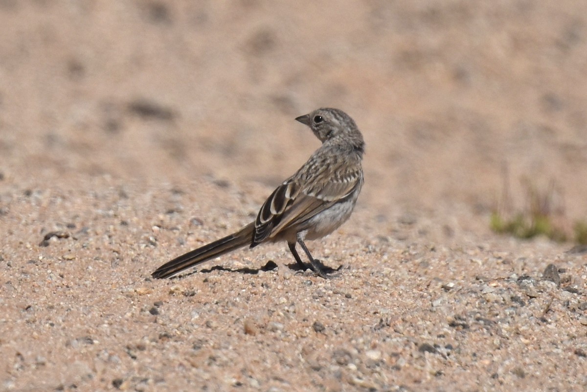 Bell's Sparrow (canescens) - ML619723780