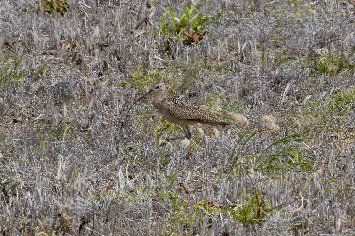 Long-billed Curlew - ML619723811