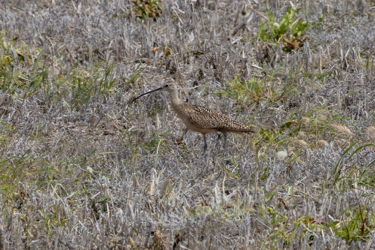 Long-billed Curlew - ML619723814