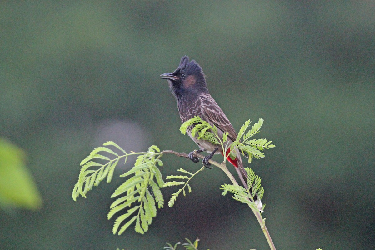 Red-vented Bulbul - ML619723827