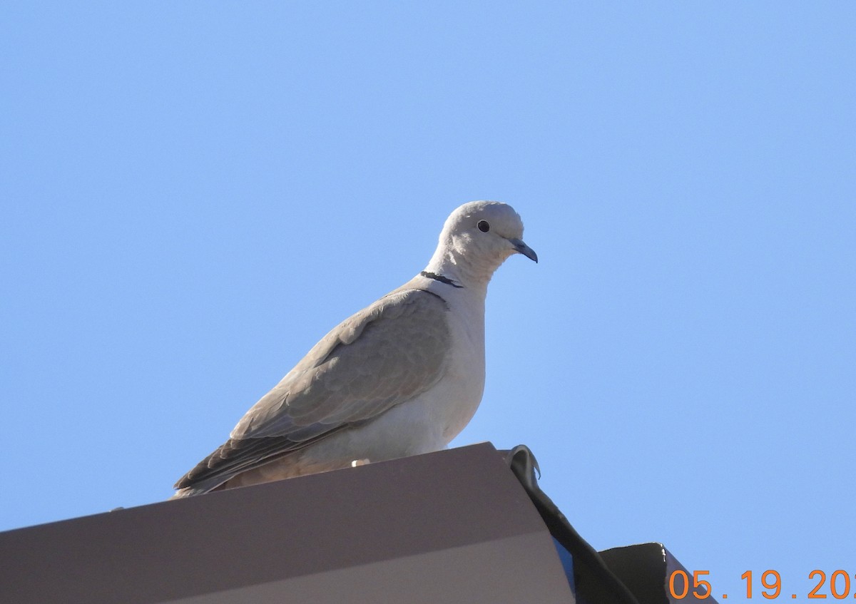 Eurasian Collared-Dove - ML619723861