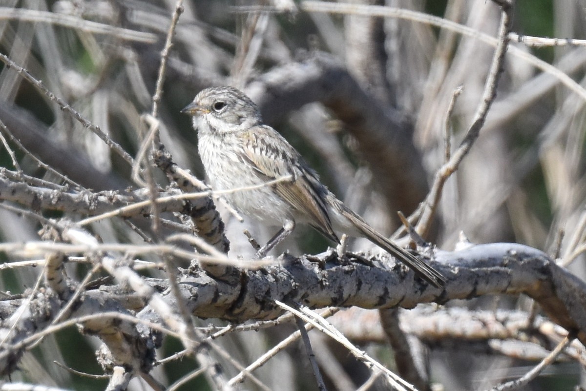 Bell's Sparrow (canescens) - ML619723898