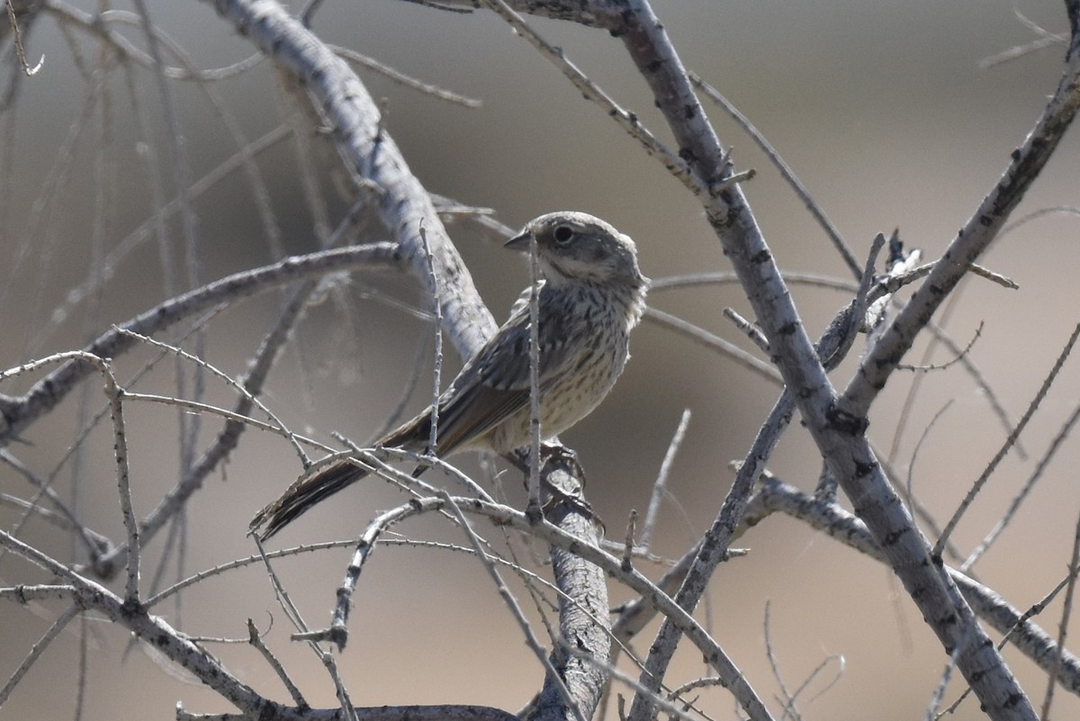 Bell's Sparrow (canescens) - ML619723932