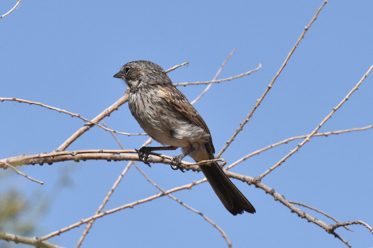 Bell's Sparrow (canescens) - ML619723933