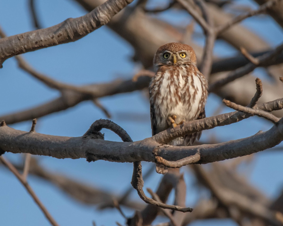 Pearl-spotted Owlet - ML619723940