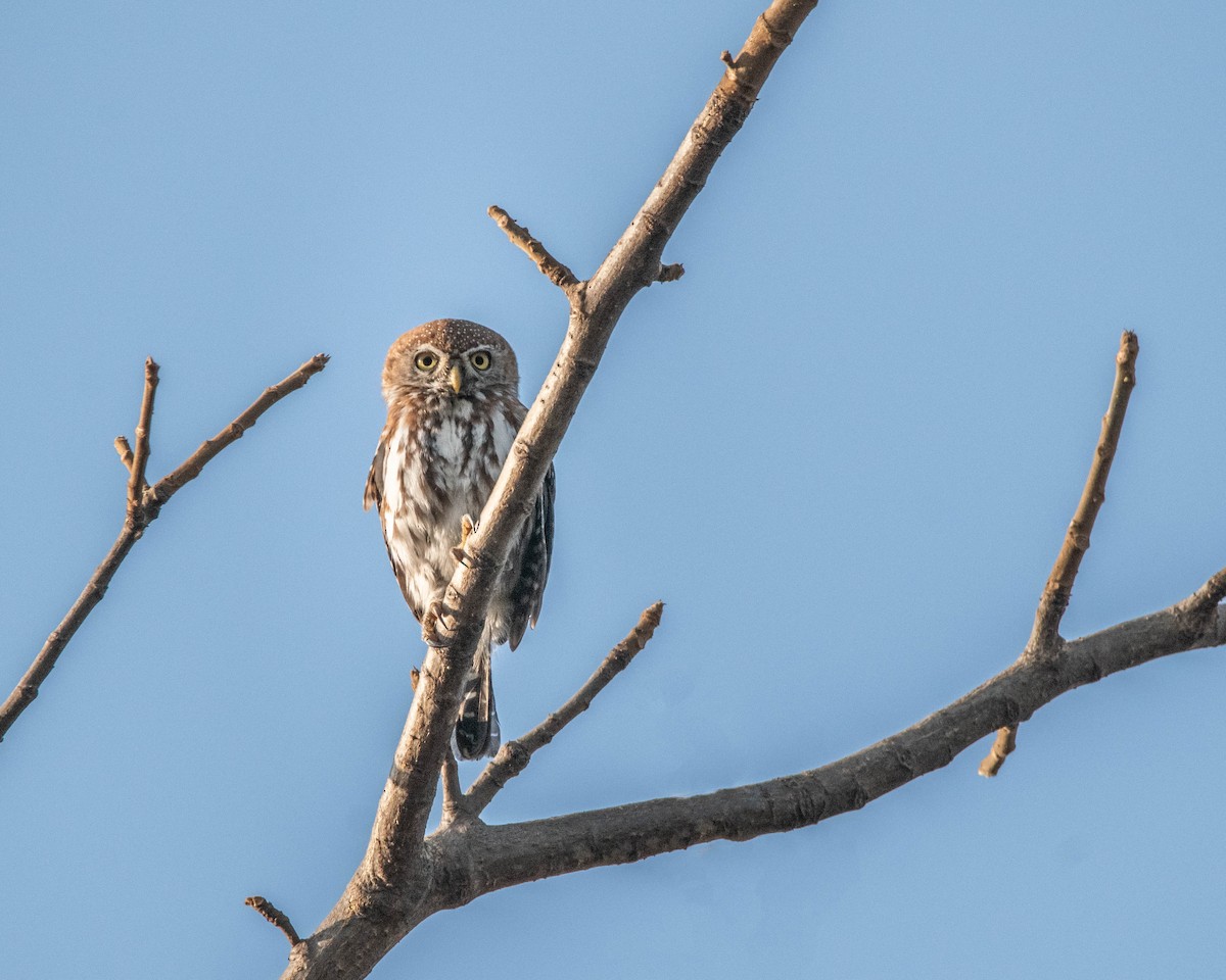 Pearl-spotted Owlet - ML619723941