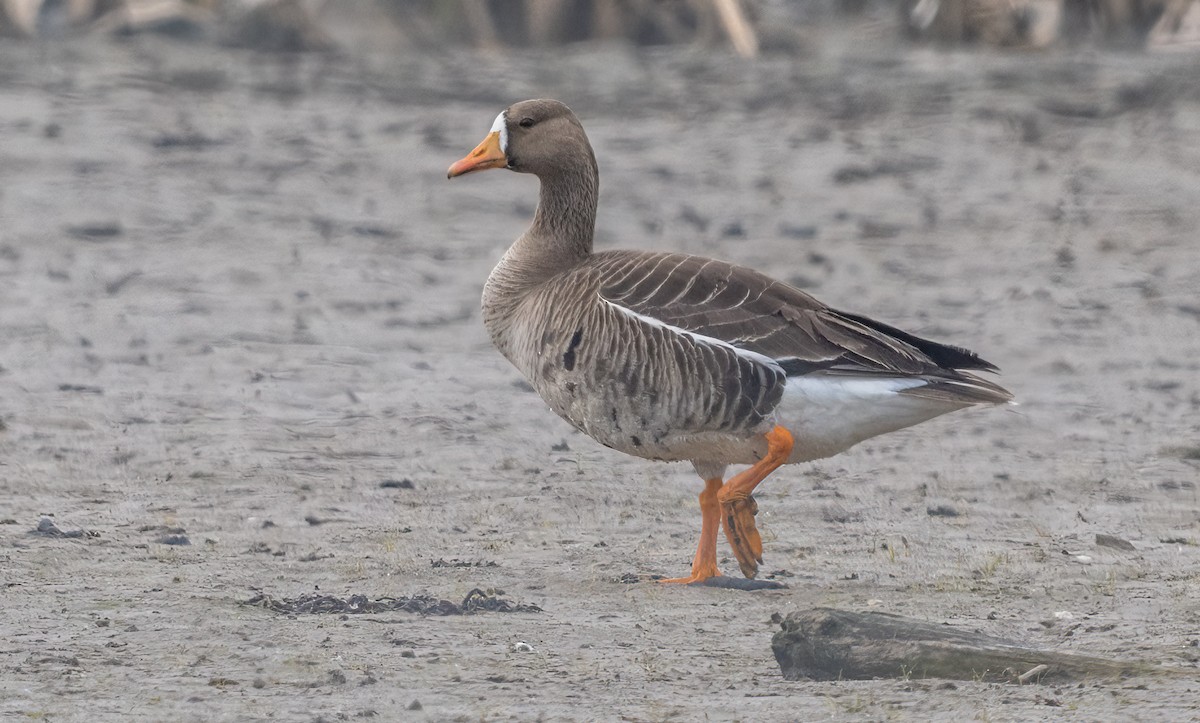 Greater White-fronted Goose - ML619723949