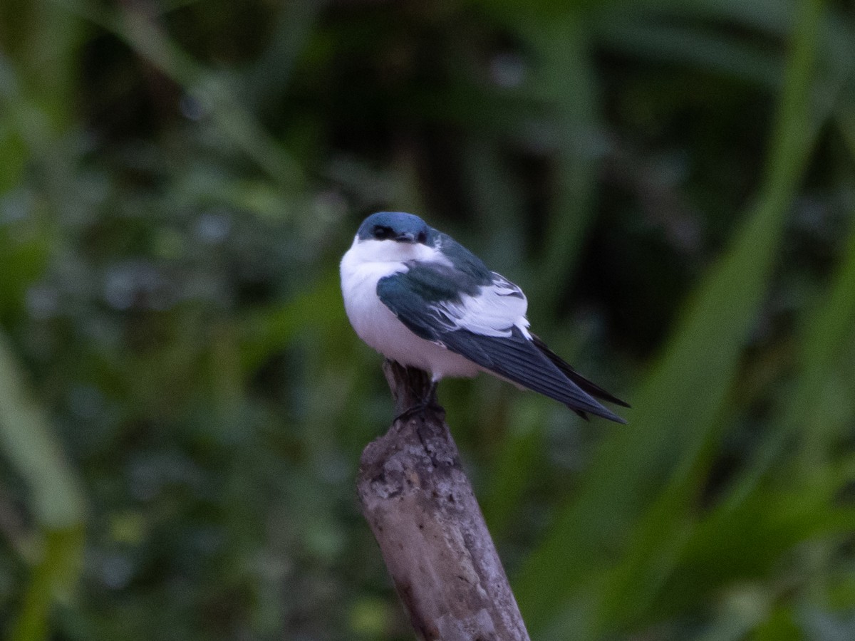 White-winged Swallow - ML619723959