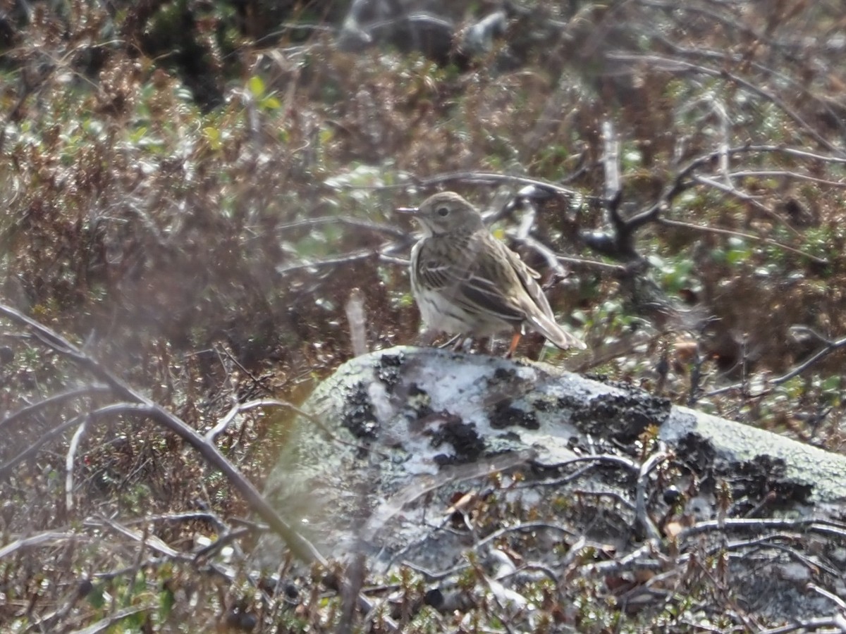 Meadow Pipit - ML619723999