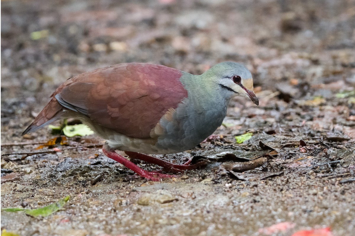 Buff-fronted Quail-Dove - ML619724010