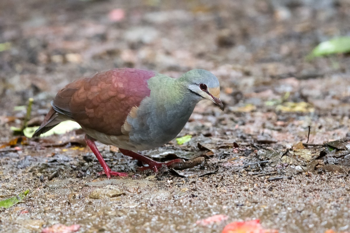 Buff-fronted Quail-Dove - ML619724019