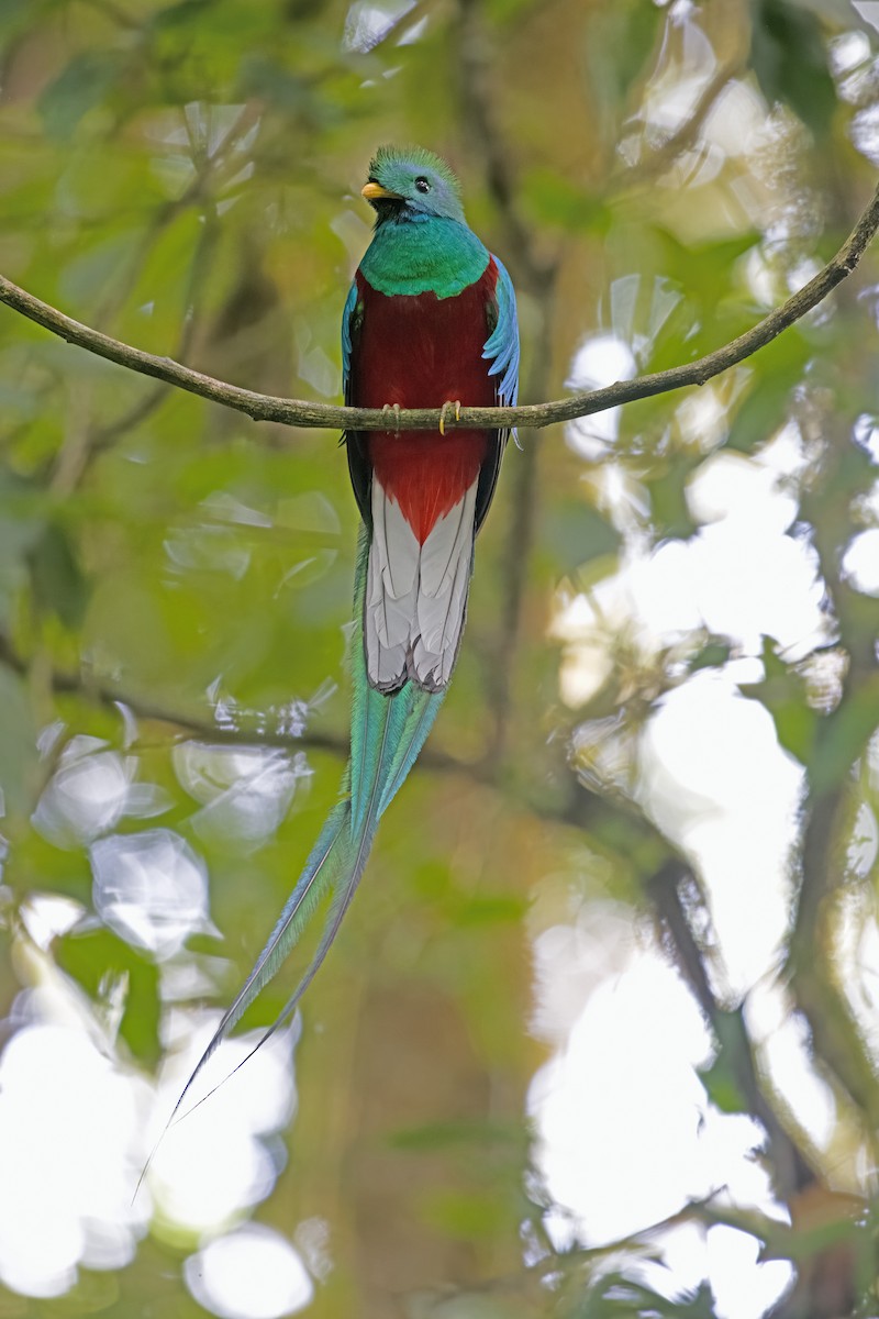 Quetzal resplendissant - ML619724026