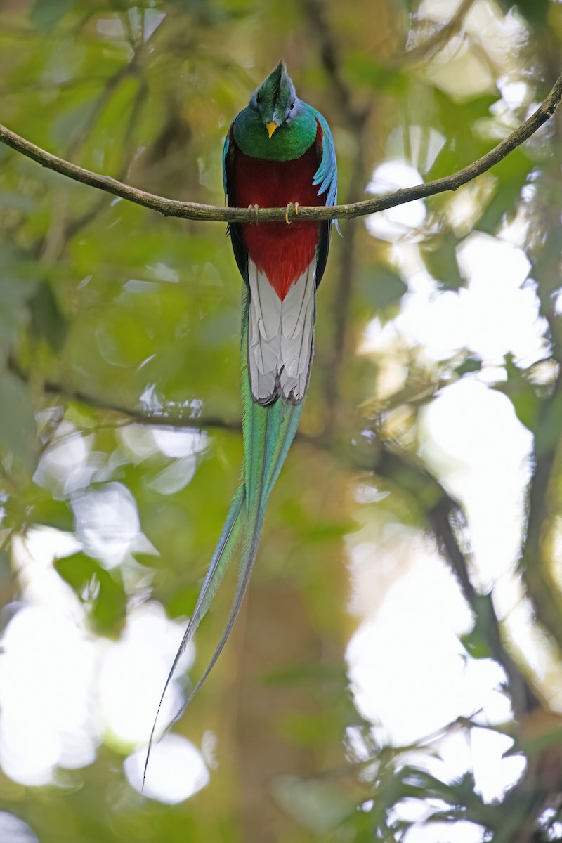 Quetzal resplendissant - ML619724027