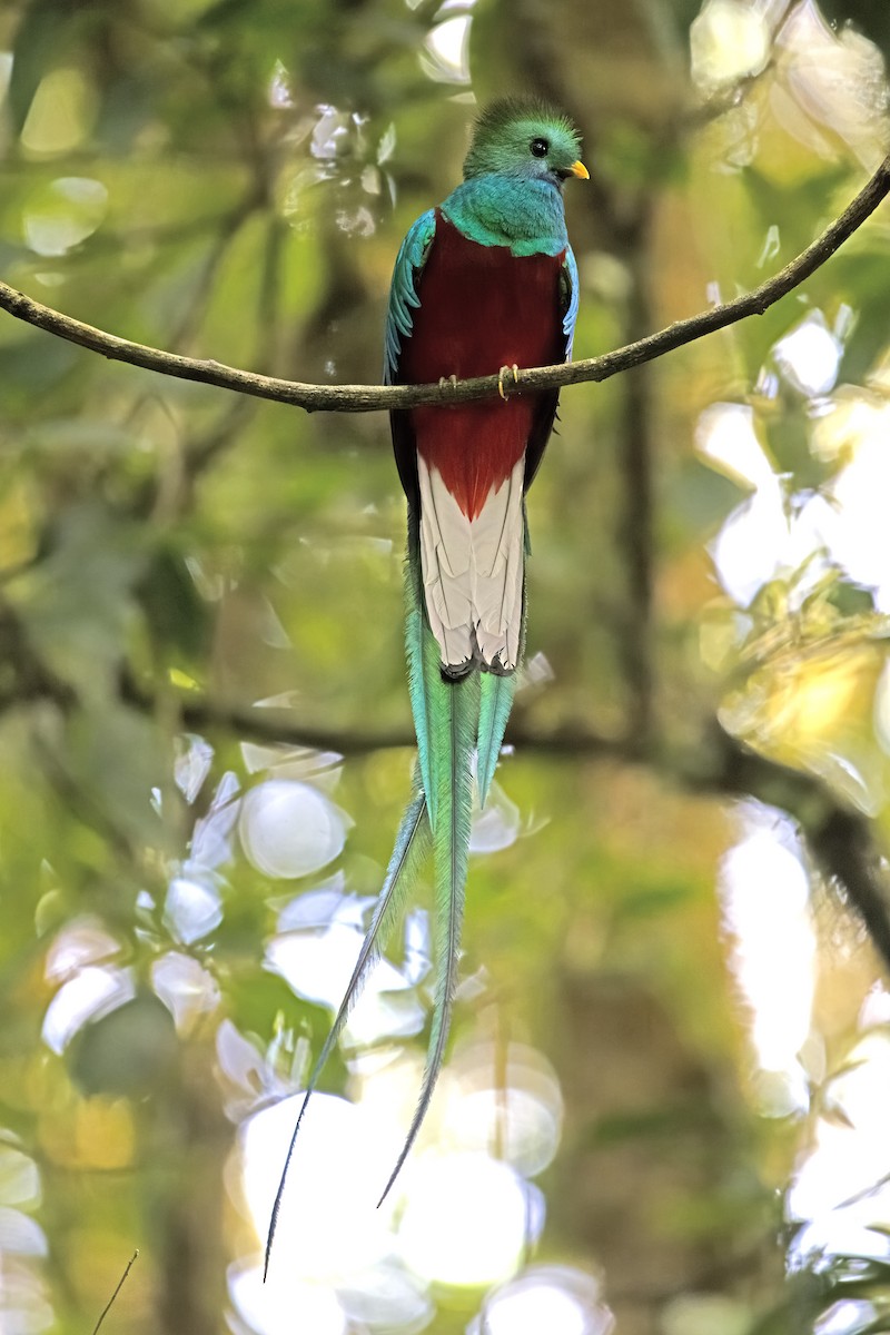 Quetzal resplendissant - ML619724028