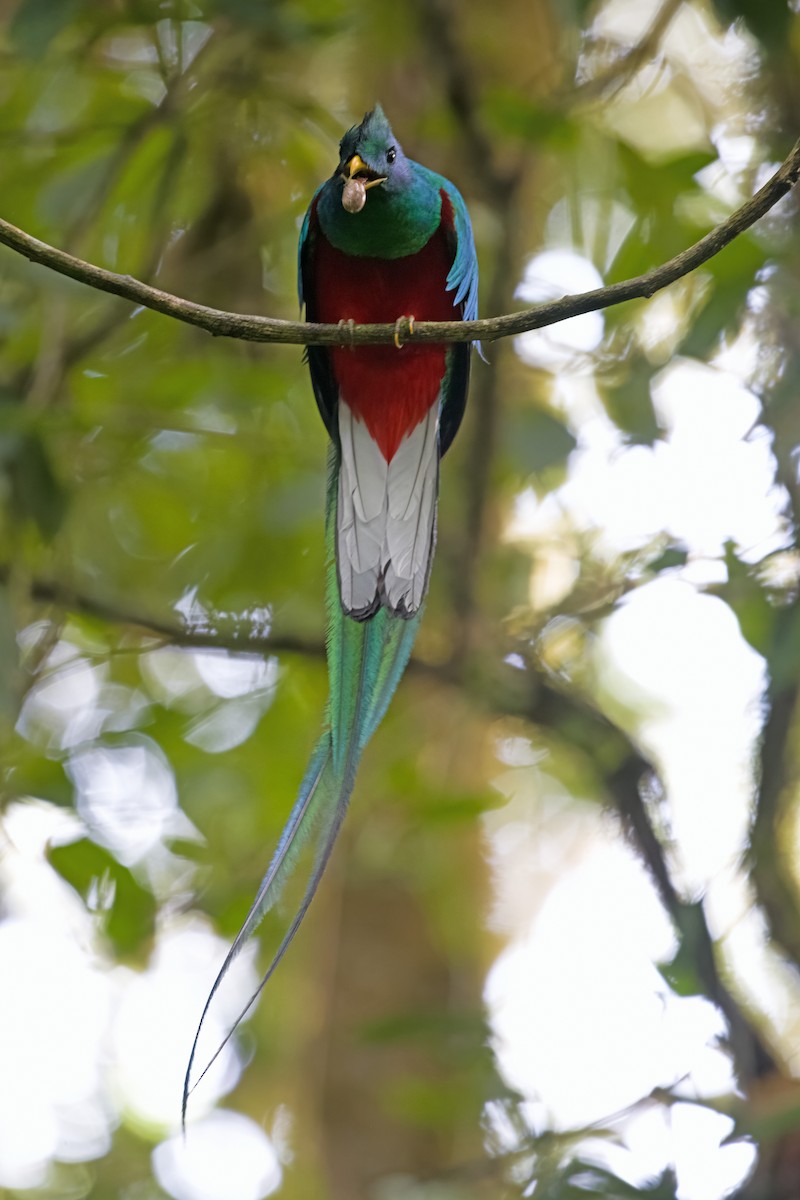 Quetzal resplendissant - ML619724029