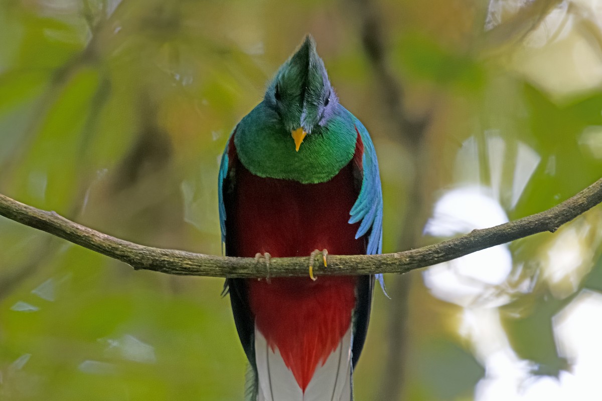 Quetzal resplendissant - ML619724030