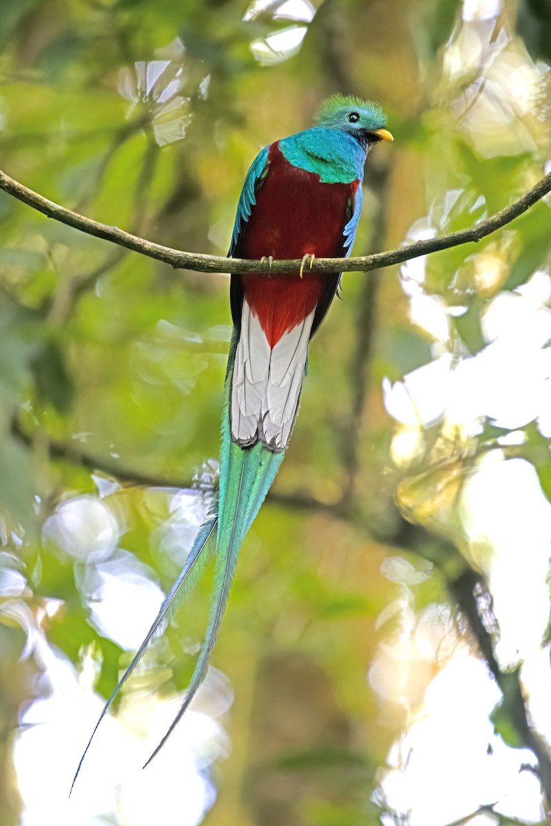 Quetzal resplendissant - ML619724032
