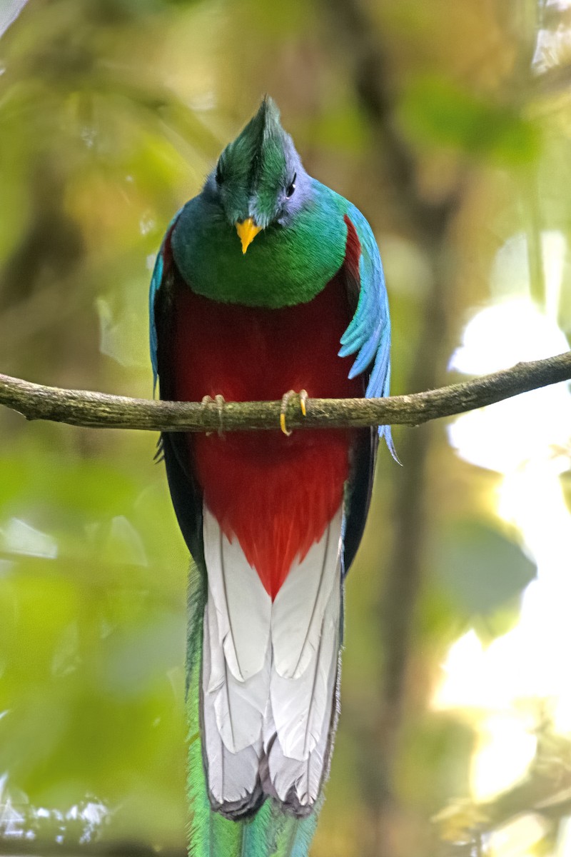 Quetzal resplendissant - ML619724034