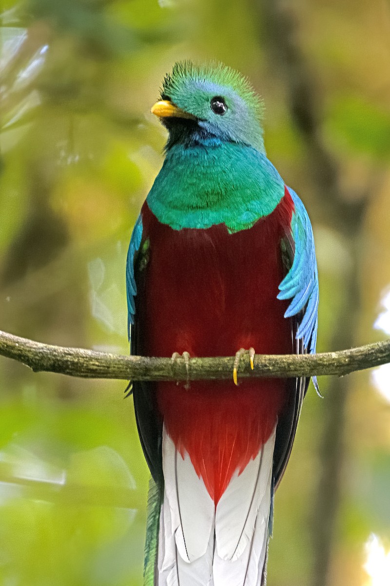 Quetzal resplendissant - ML619724035