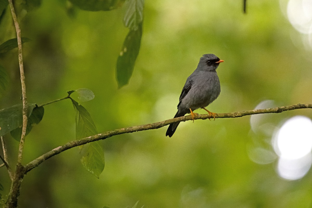 Black-faced Solitaire - ML619724053