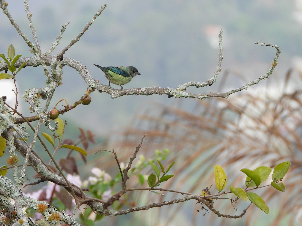 Black-headed Tanager - ML619724064