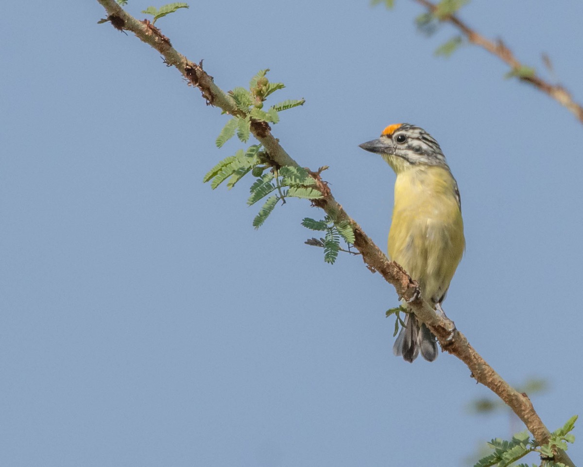 Yellow-fronted Tinkerbird - ML619724084