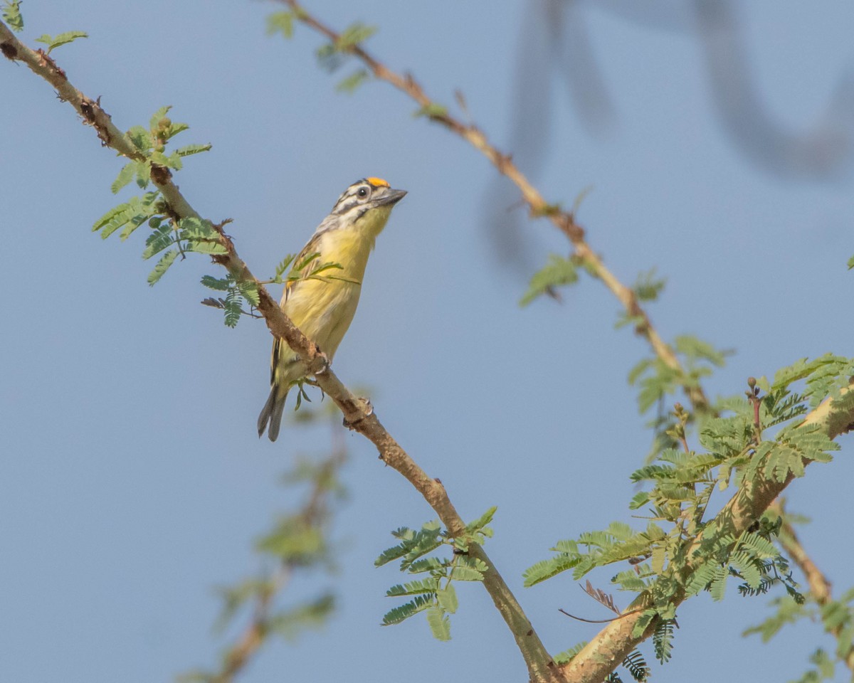 Yellow-fronted Tinkerbird - ML619724085