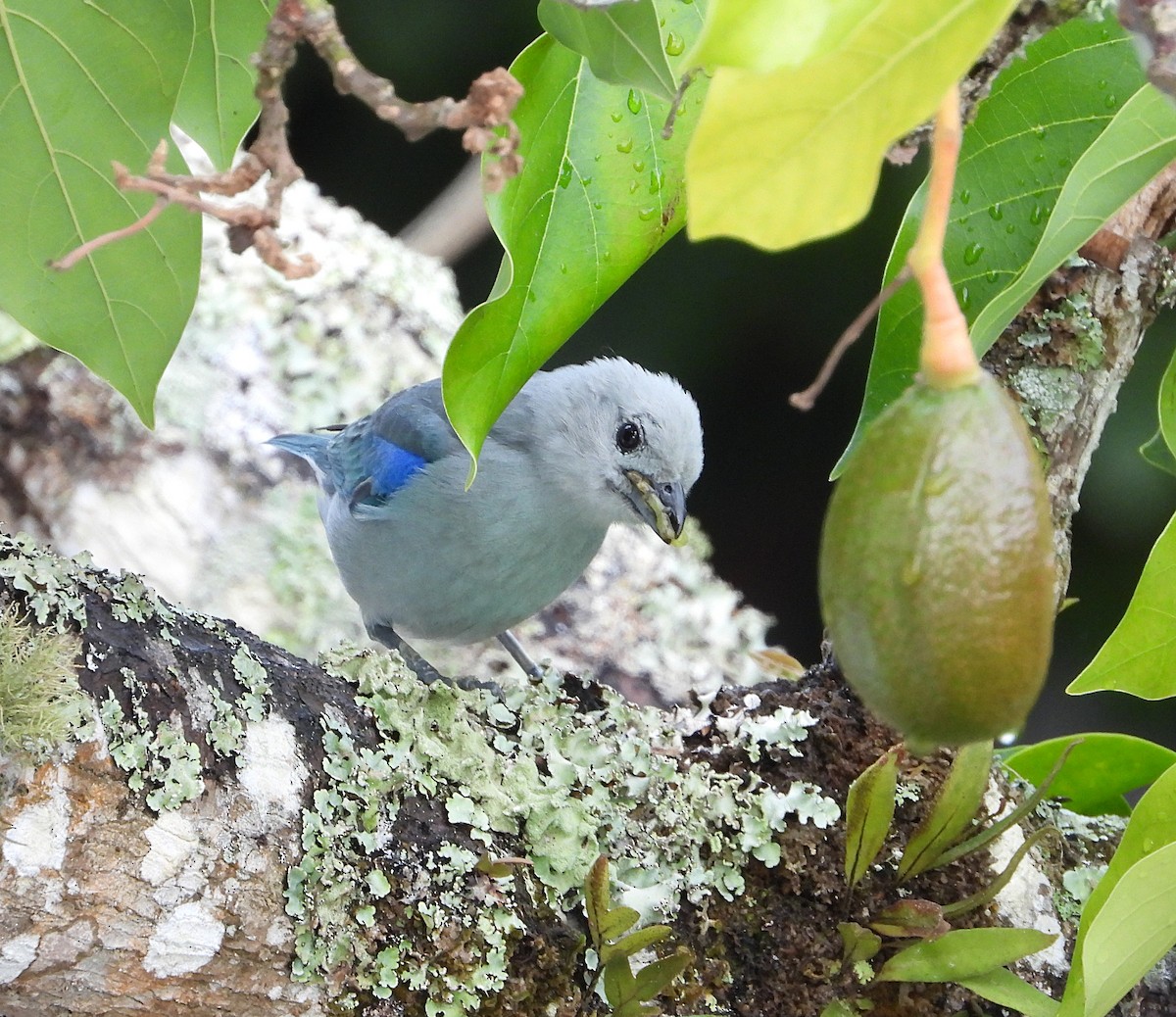 Blue-gray Tanager - ML619724140