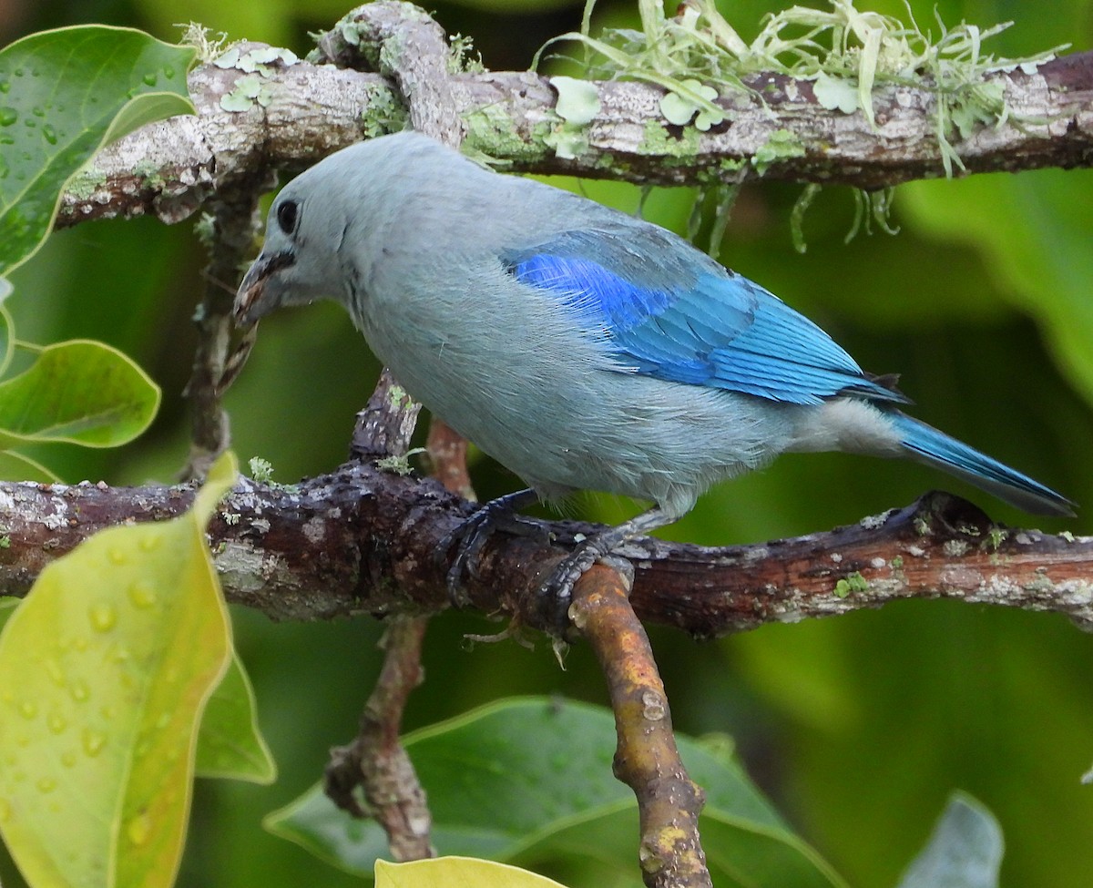 Blue-gray Tanager - ML619724181