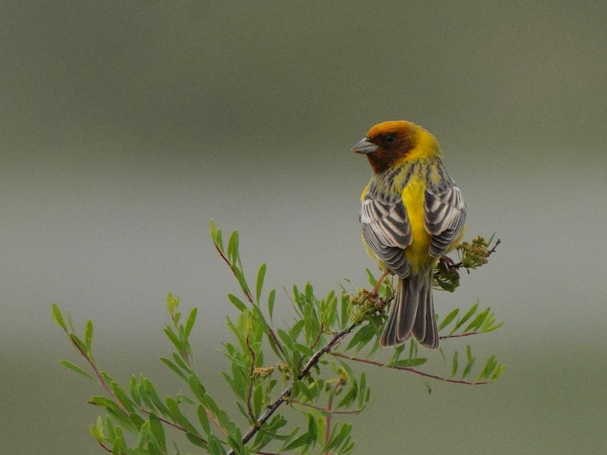 Red-headed Bunting - ML619724186