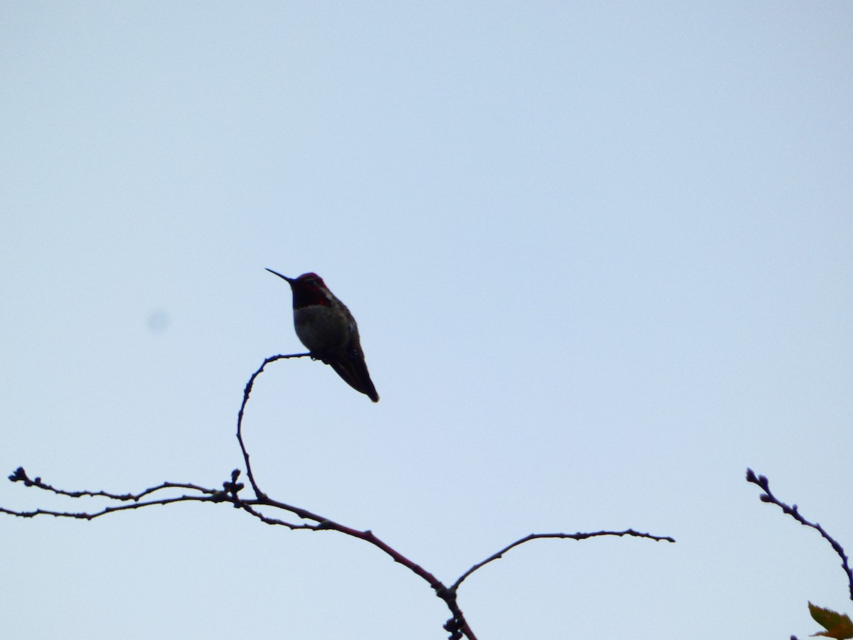 Anna's Hummingbird - ML619724187