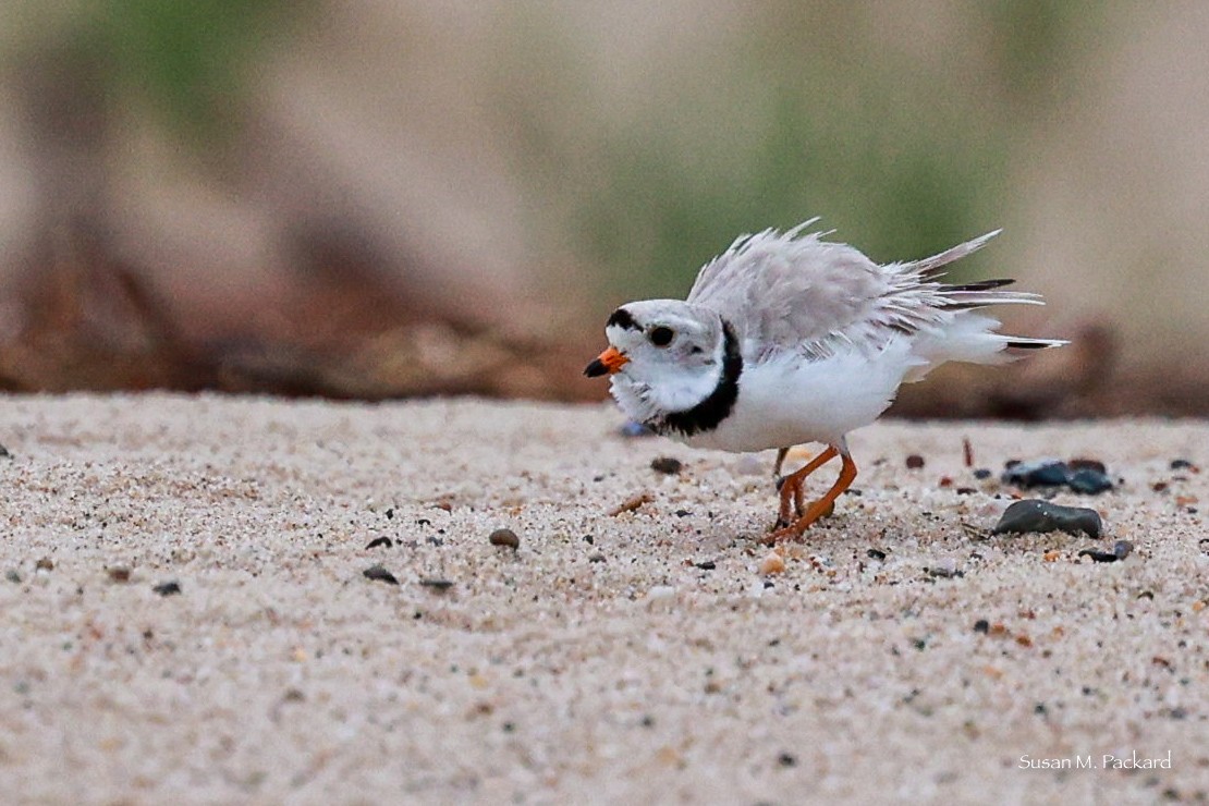 Piping Plover - ML619724246