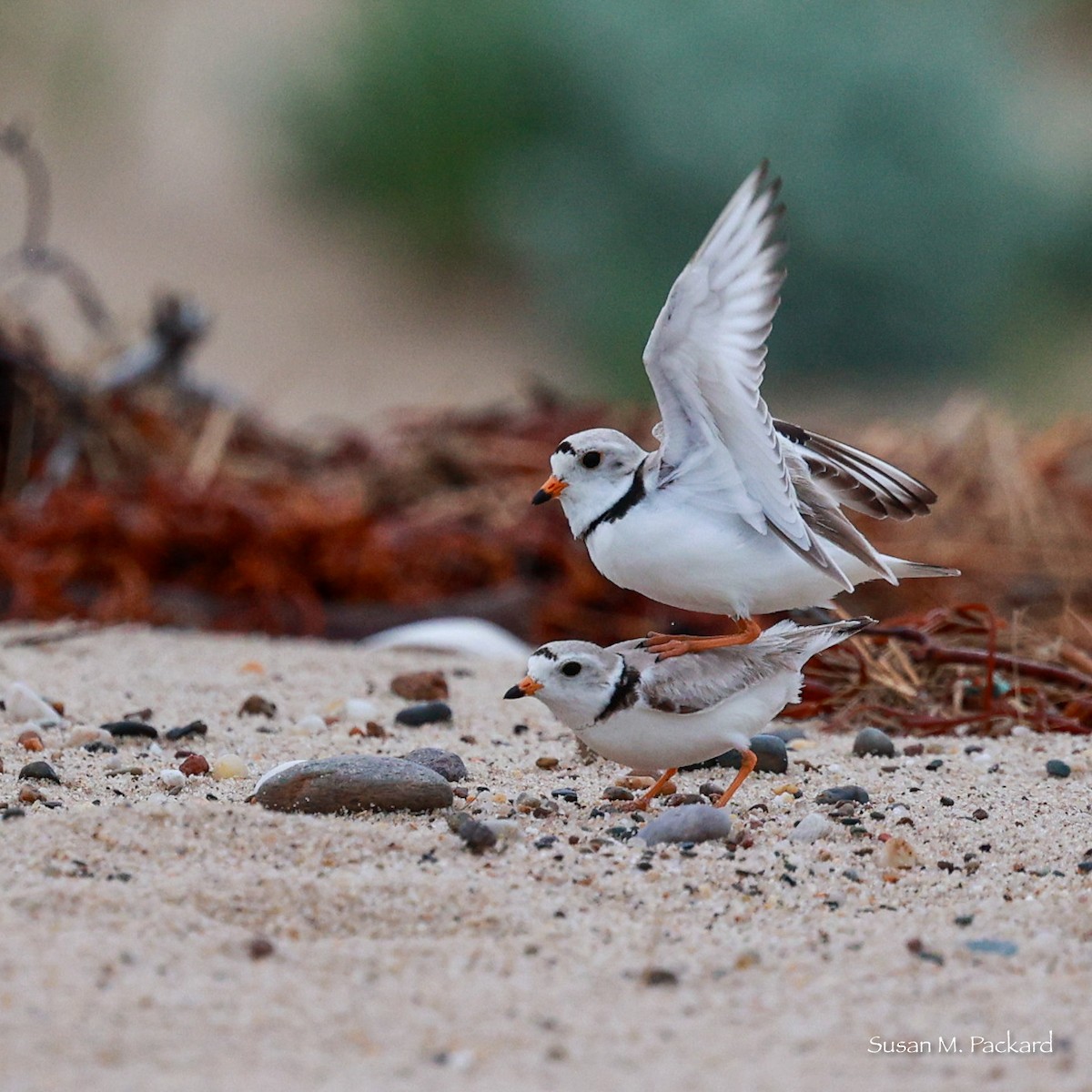 Piping Plover - ML619724247