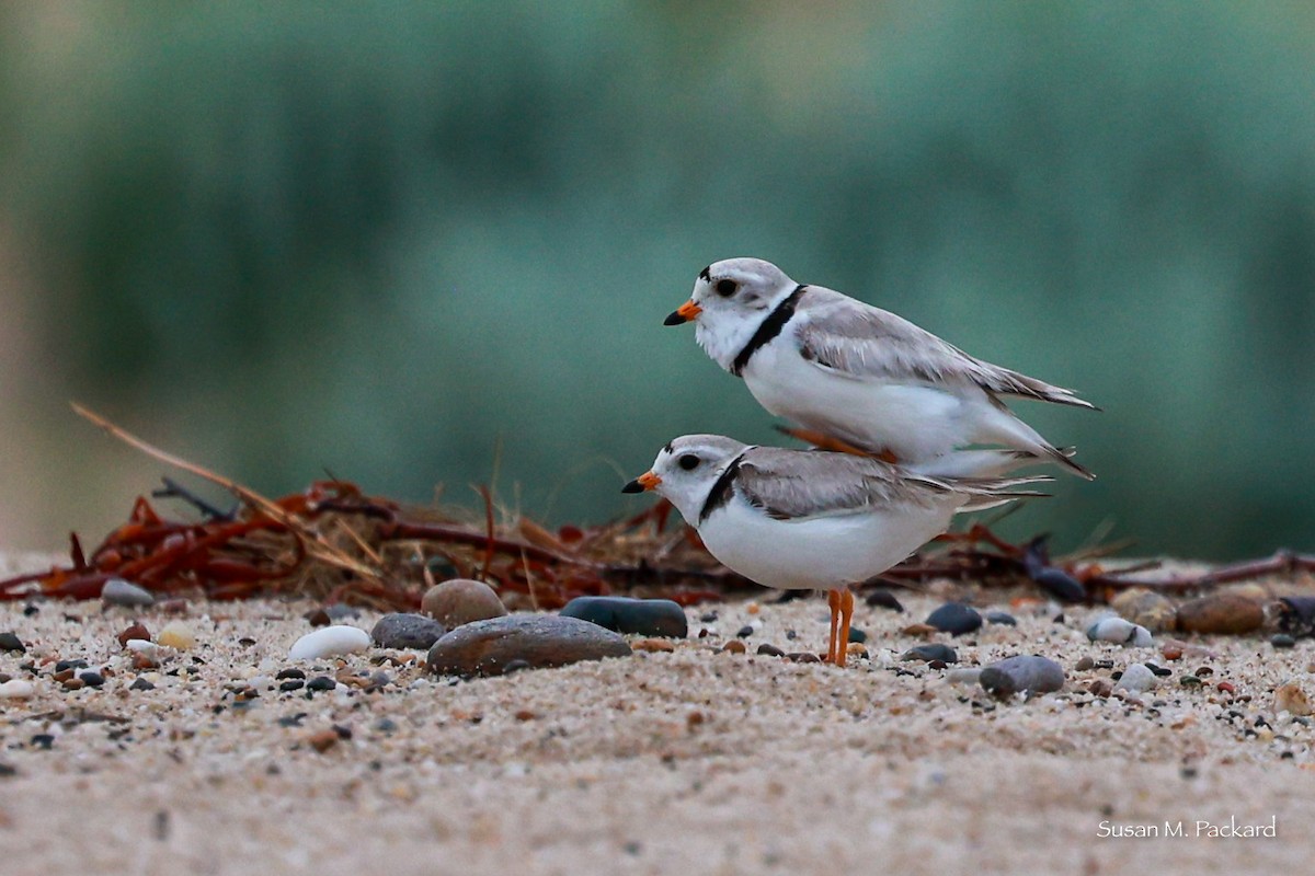 Piping Plover - ML619724248