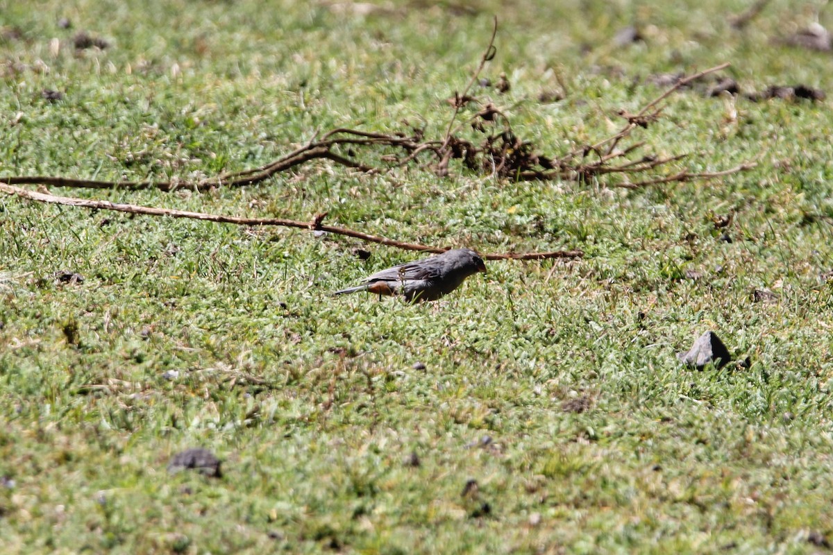 Plain-colored Seedeater - ML61972431