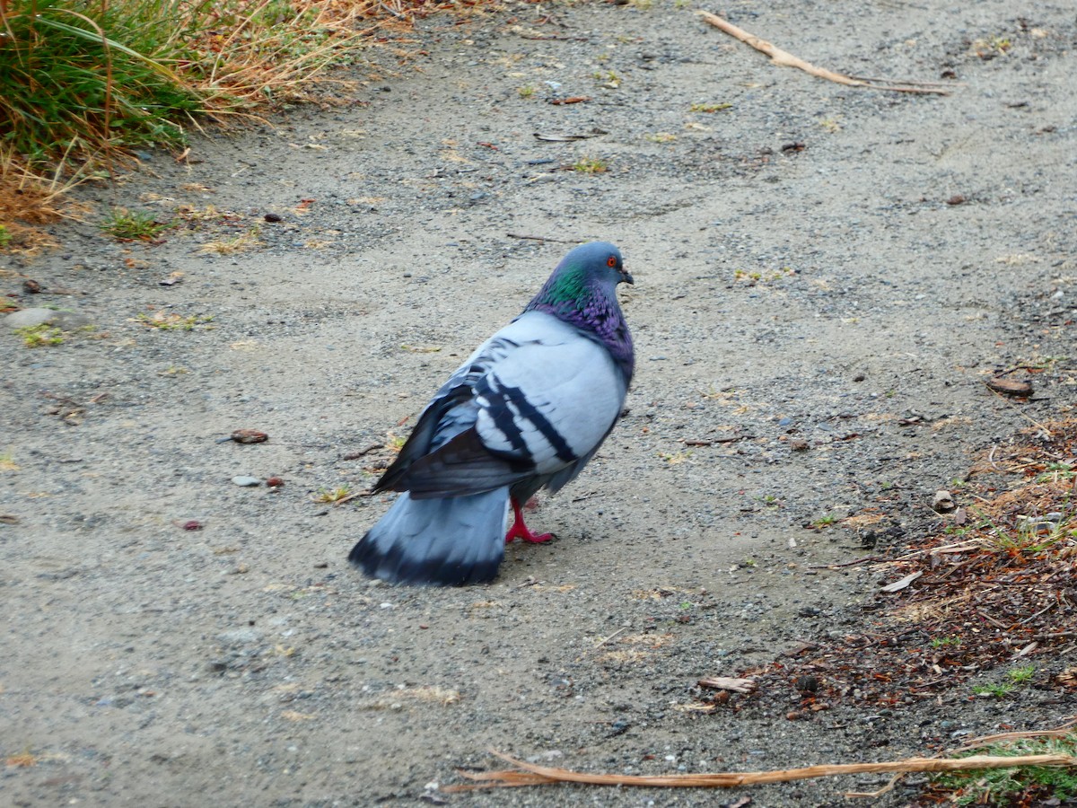 Rock Pigeon (Feral Pigeon) - ML619724370