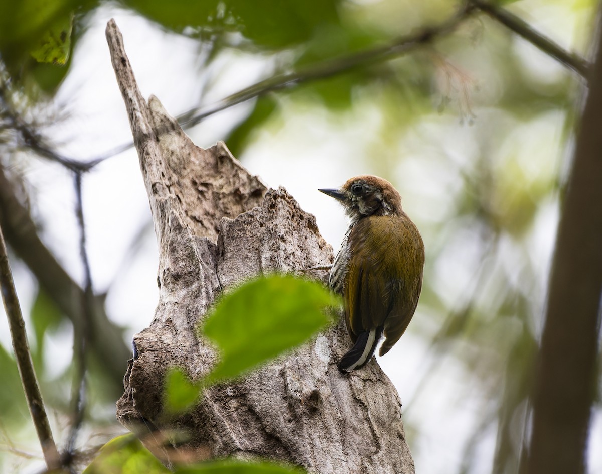 Speckled Piculet - ML619724391